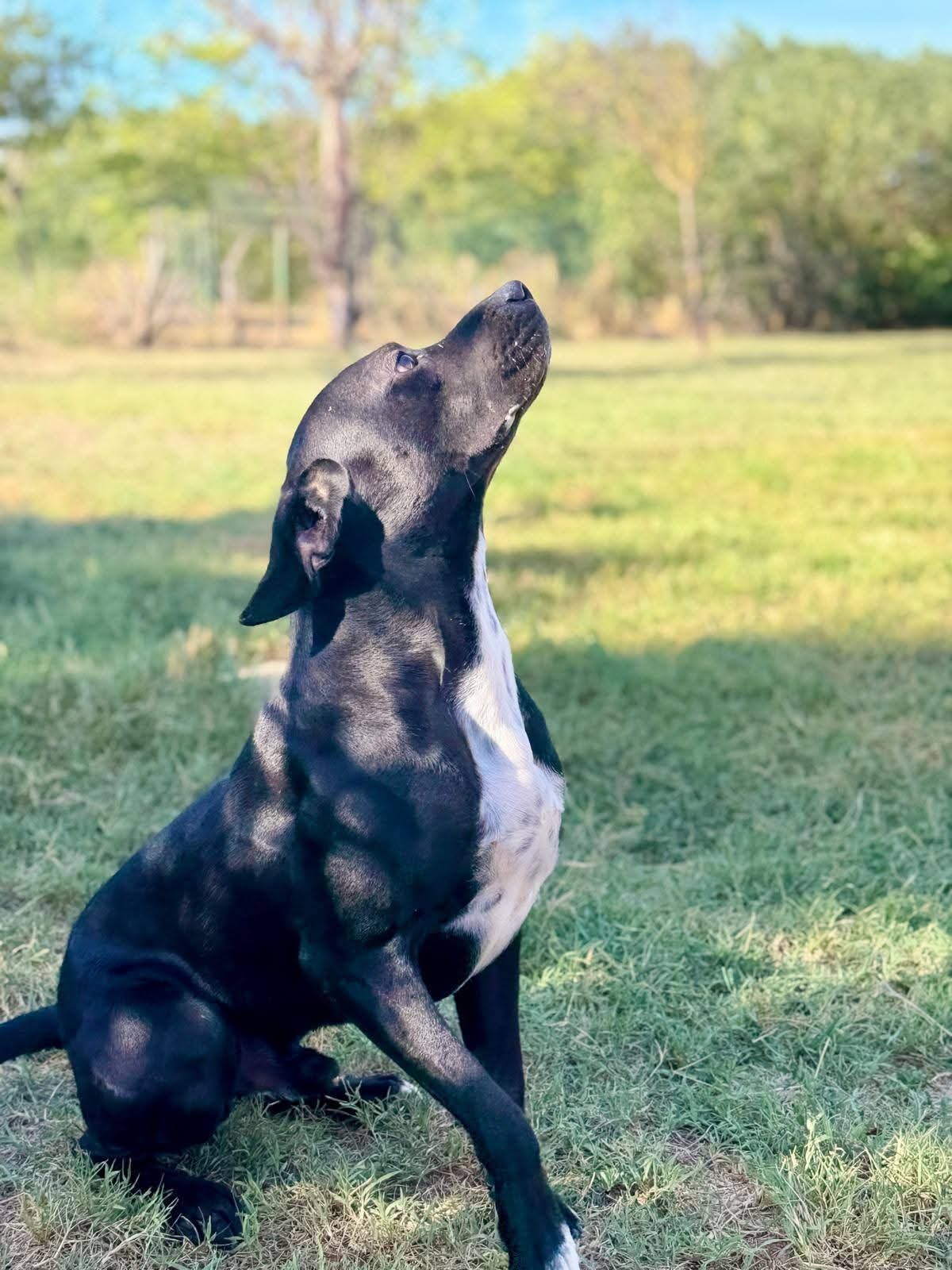Adoption Arko
