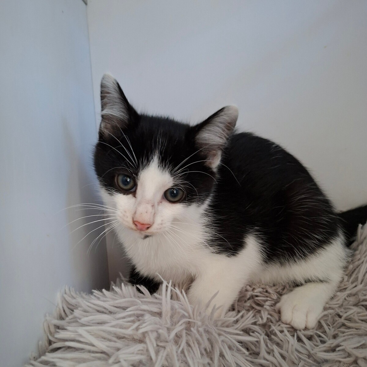 Adoption Bagdad
