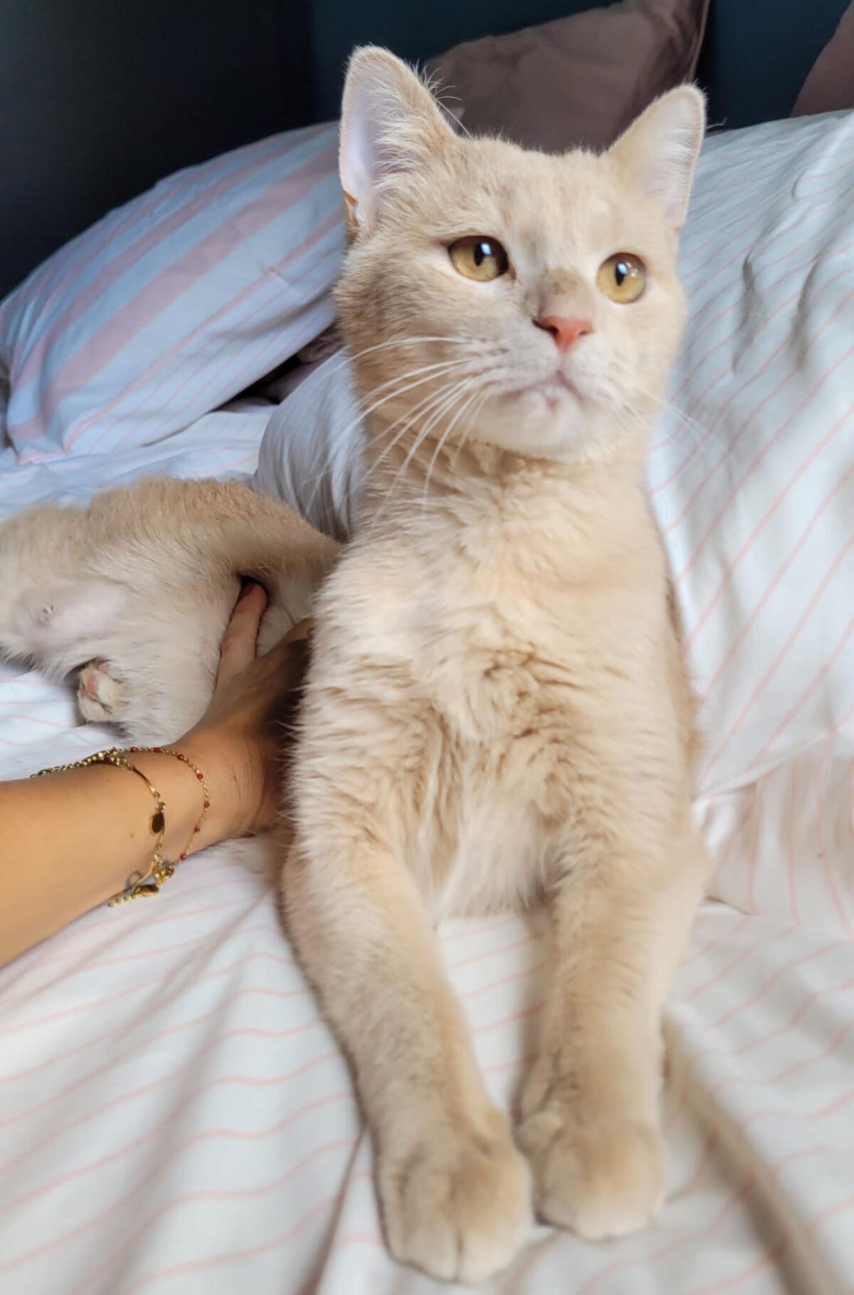 Adoption Cina