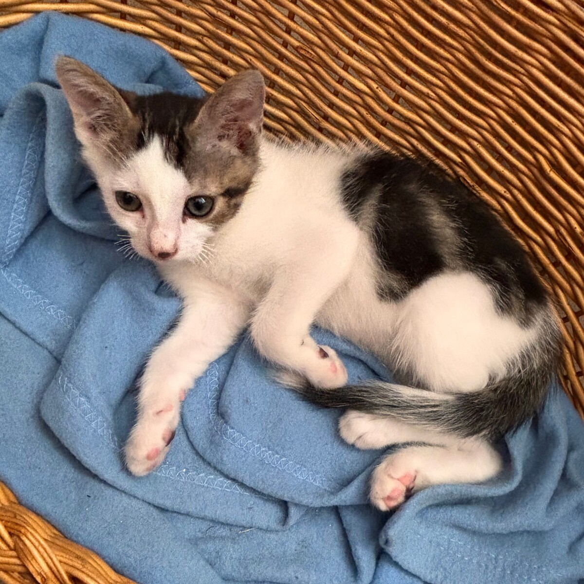 Adoption Bourbon