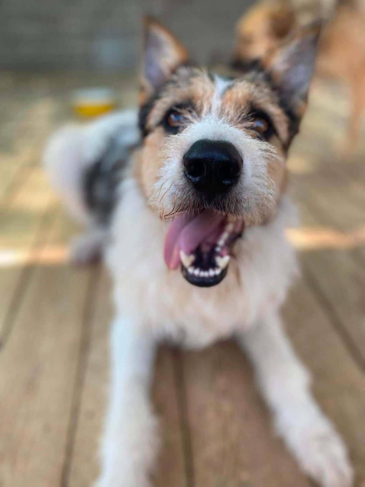 Adoption Barbos