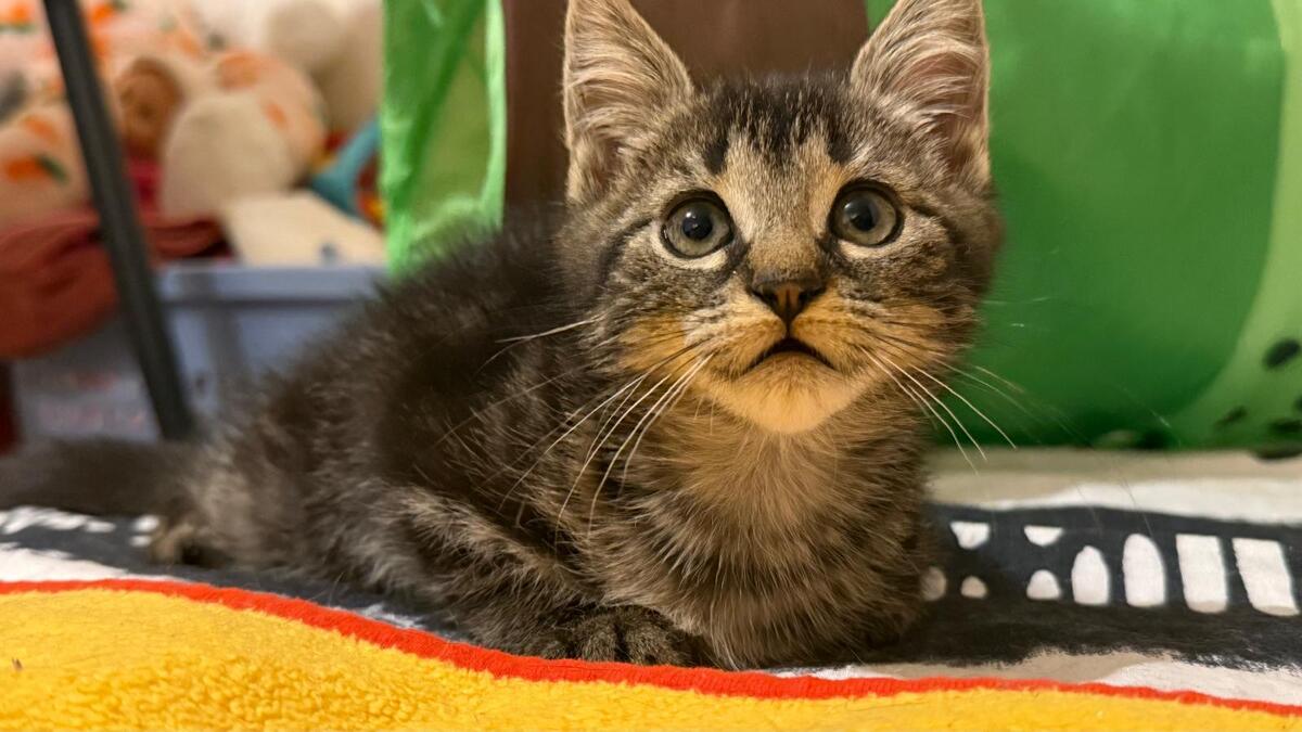 Adoption Titusse