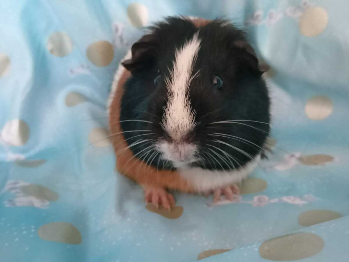 Adoption Muffin