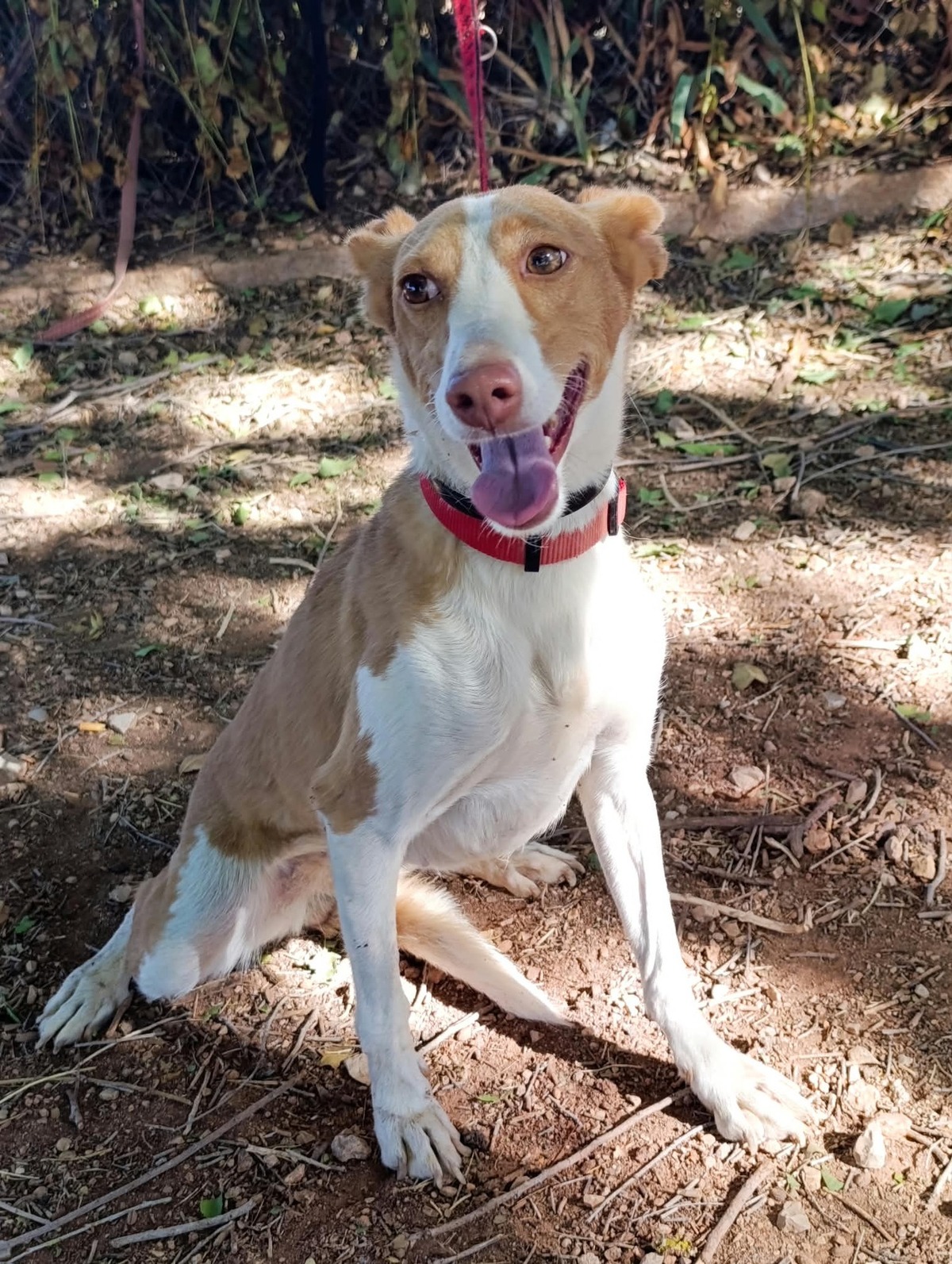 Adoption Mojita