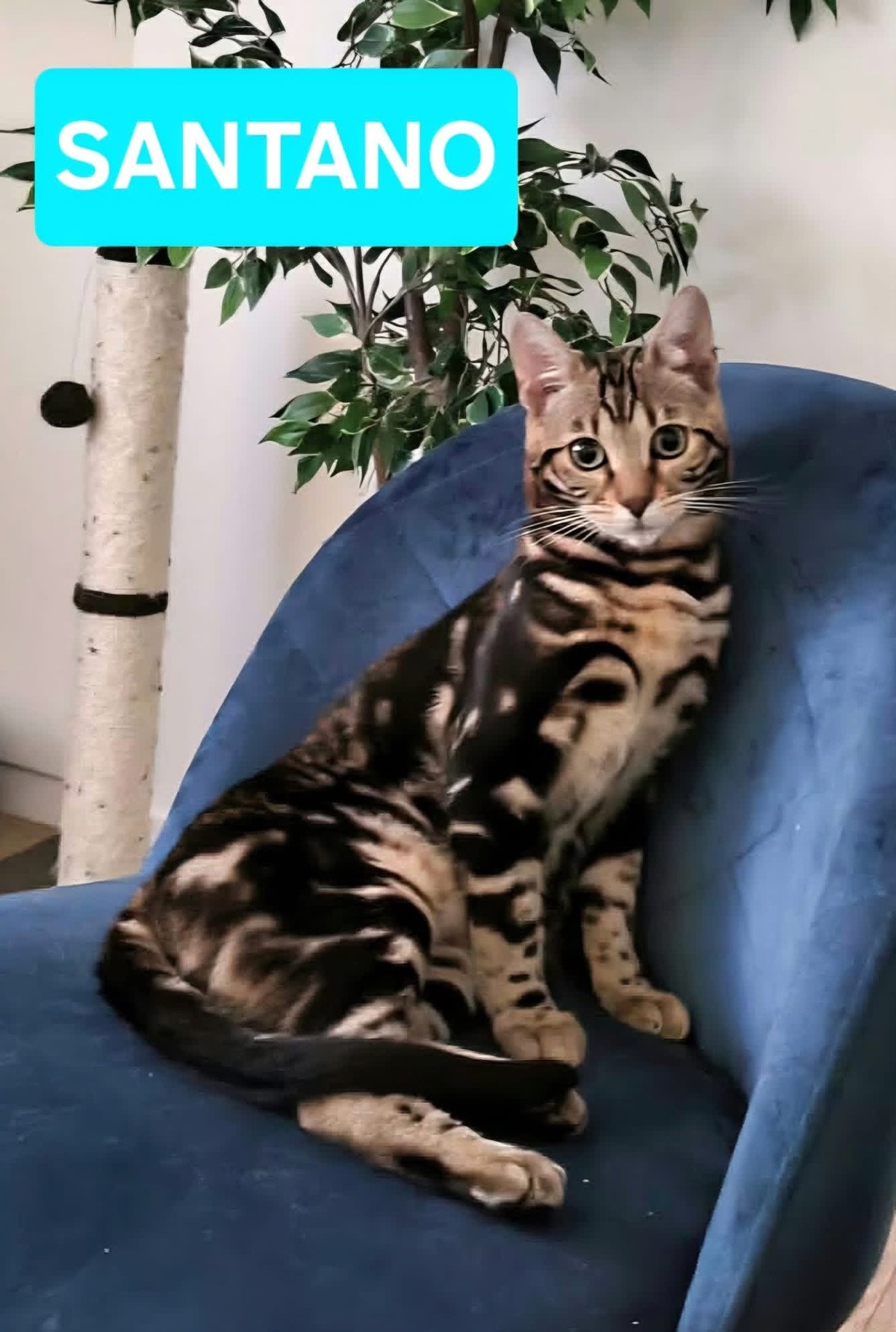 Adoption Santano 