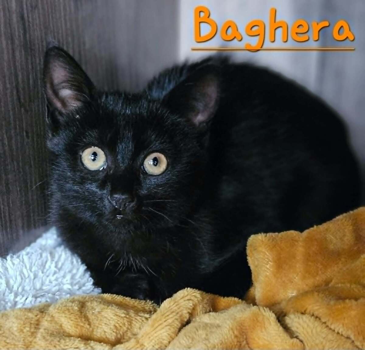 Adoption Bagheera