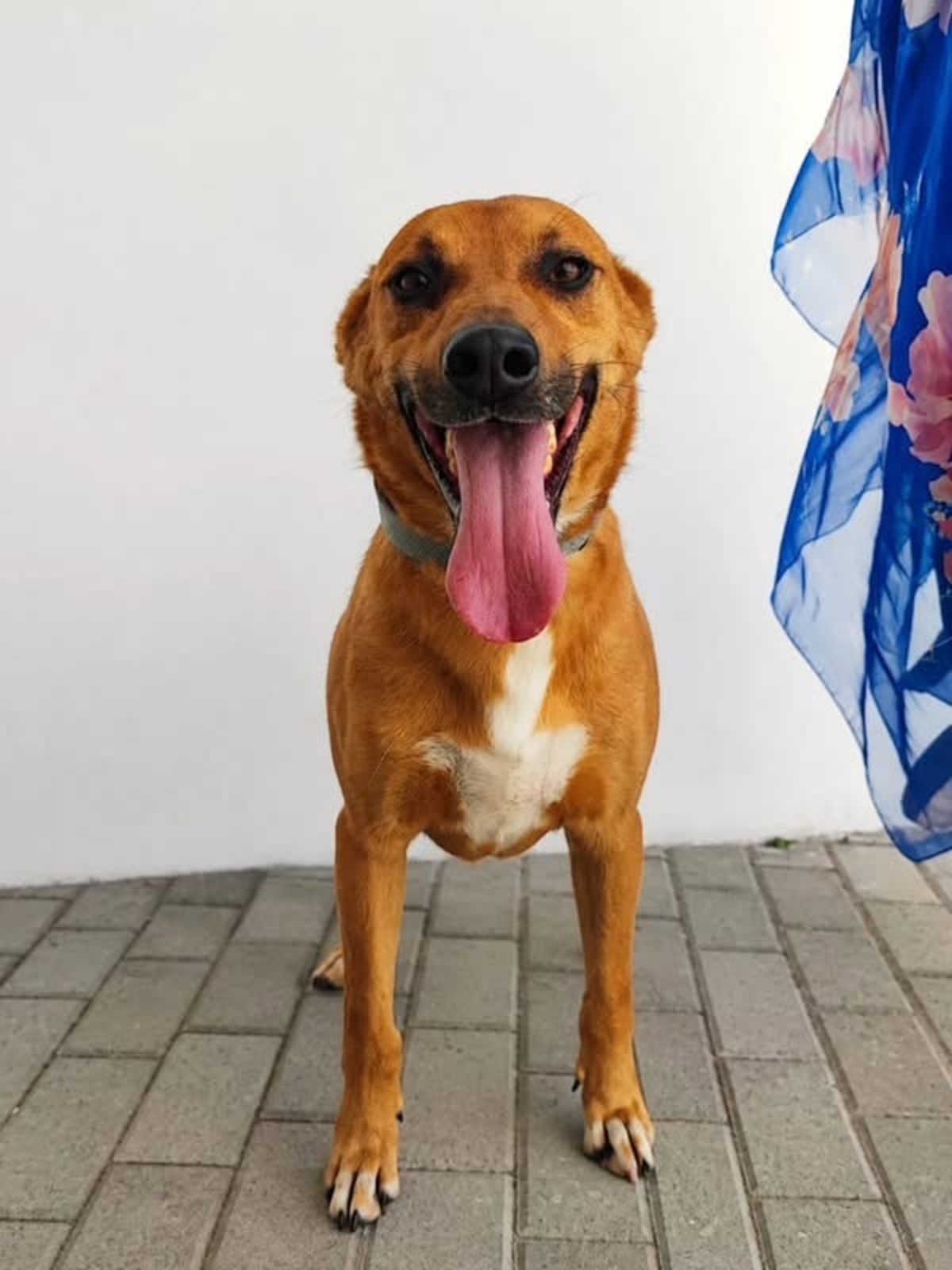 Adoption Snoopy 