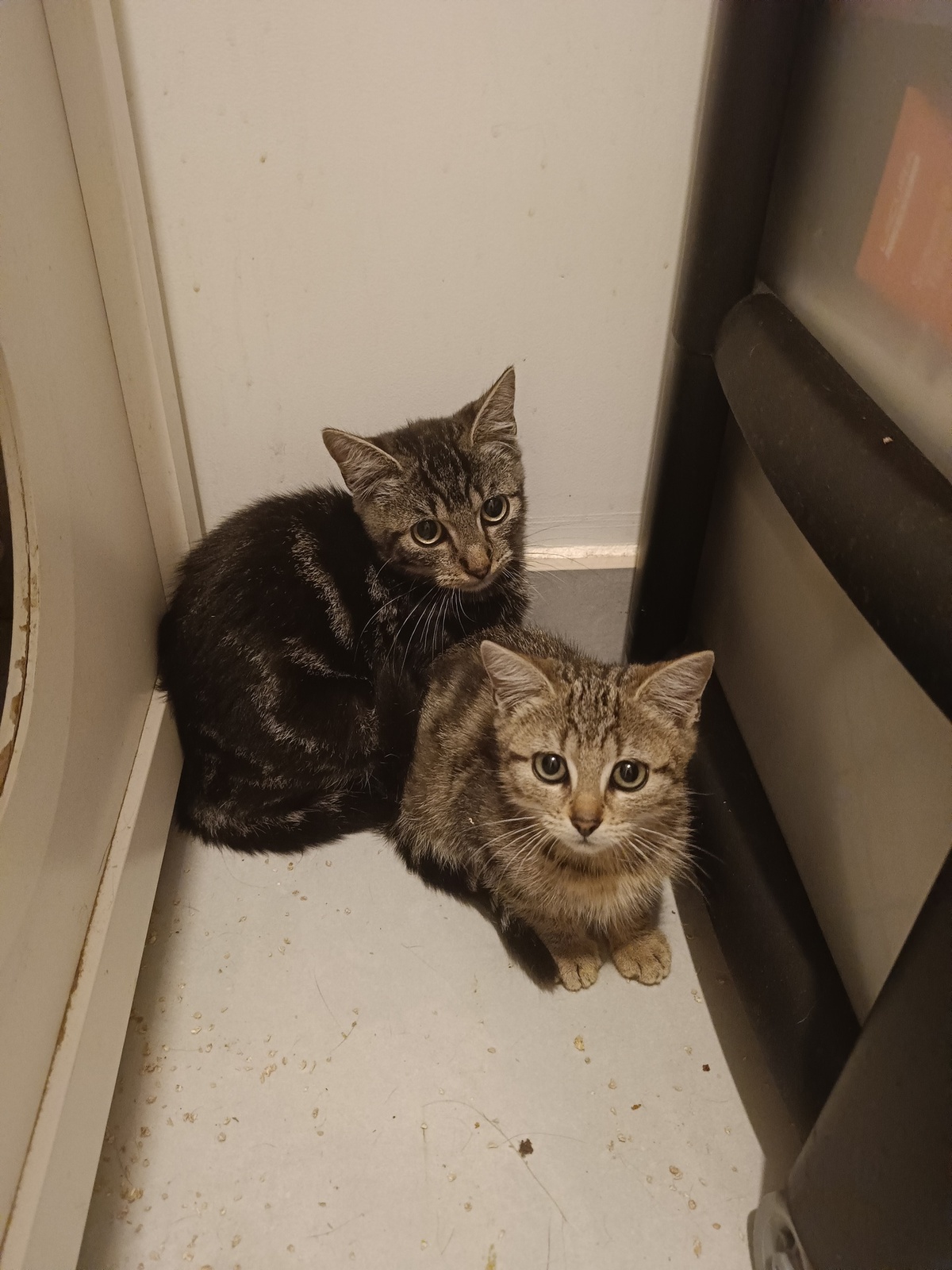 Adoption Brownie
