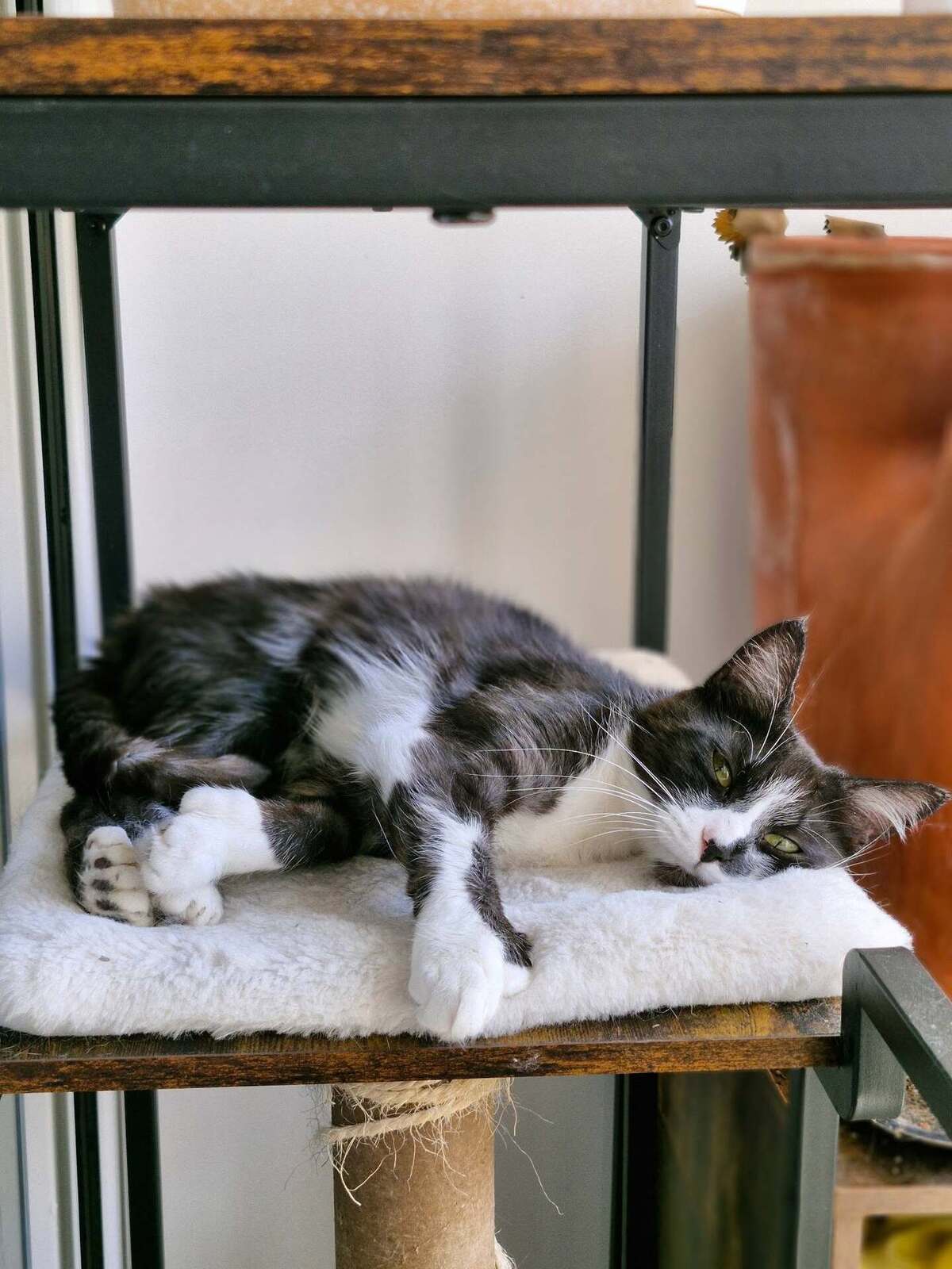 Adoption Litha