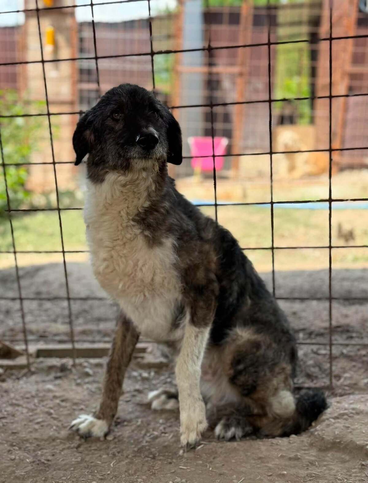 Adoption Pitzo