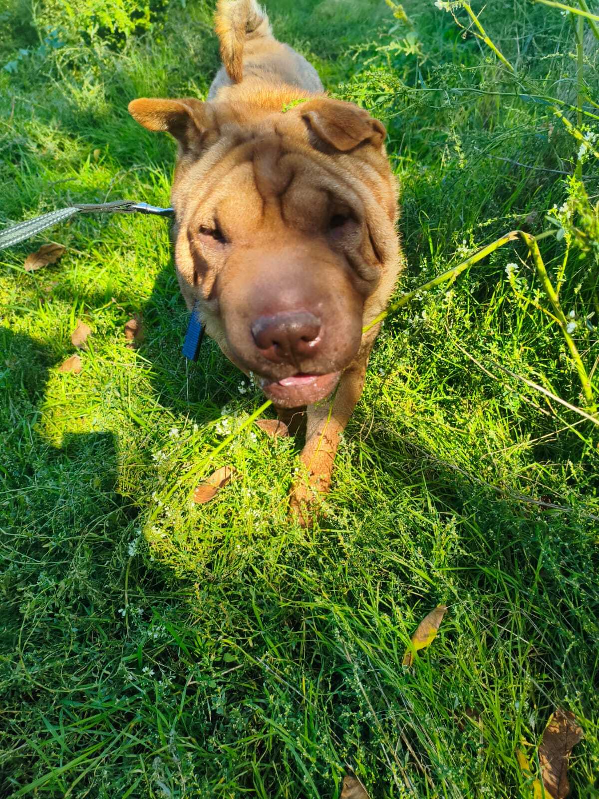 Adoption Tom 