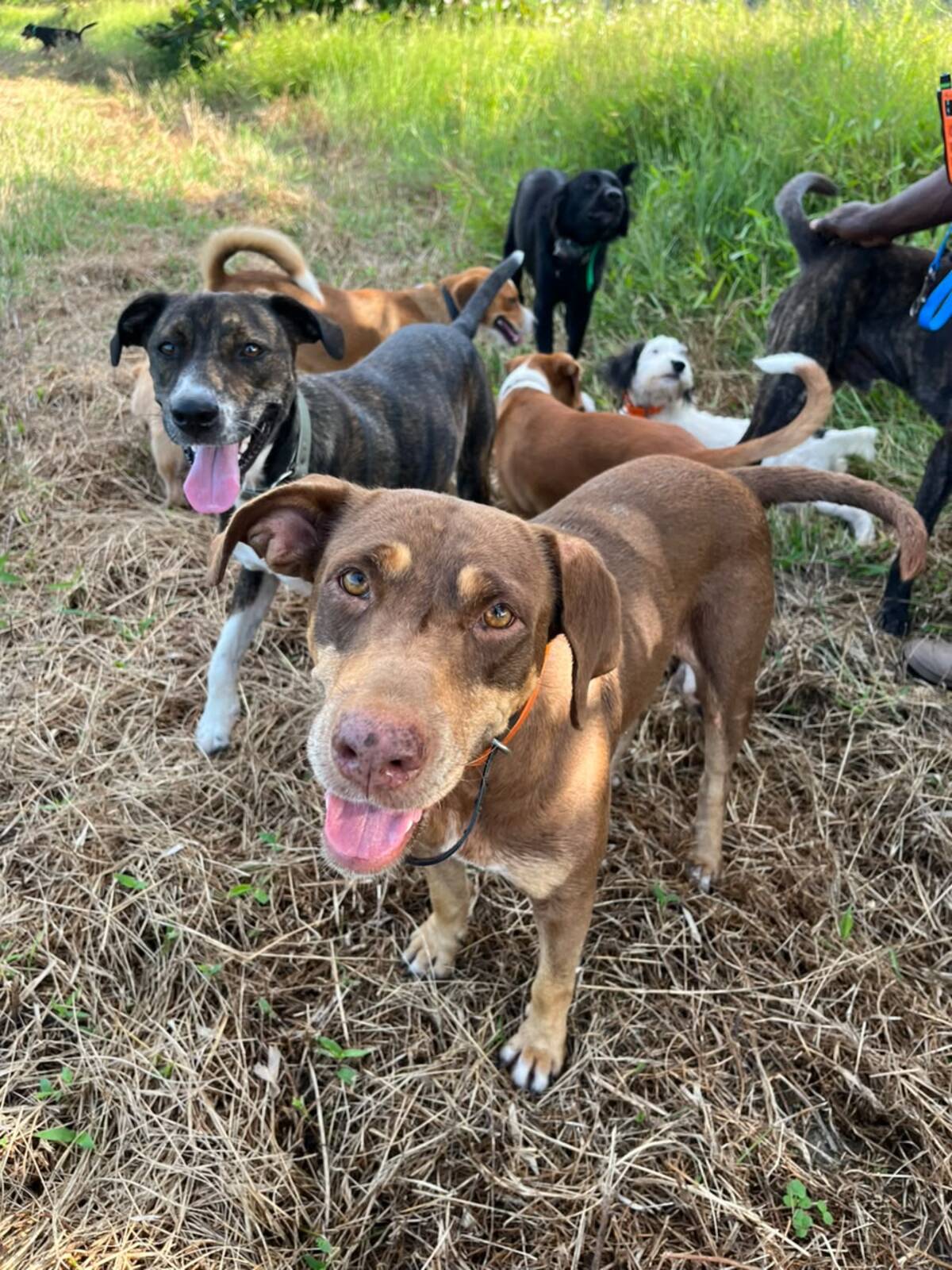 Adoption mali
