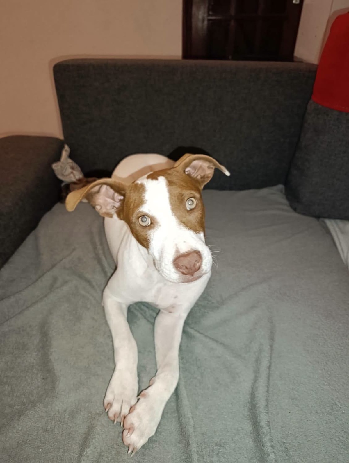 Adoption Bulle