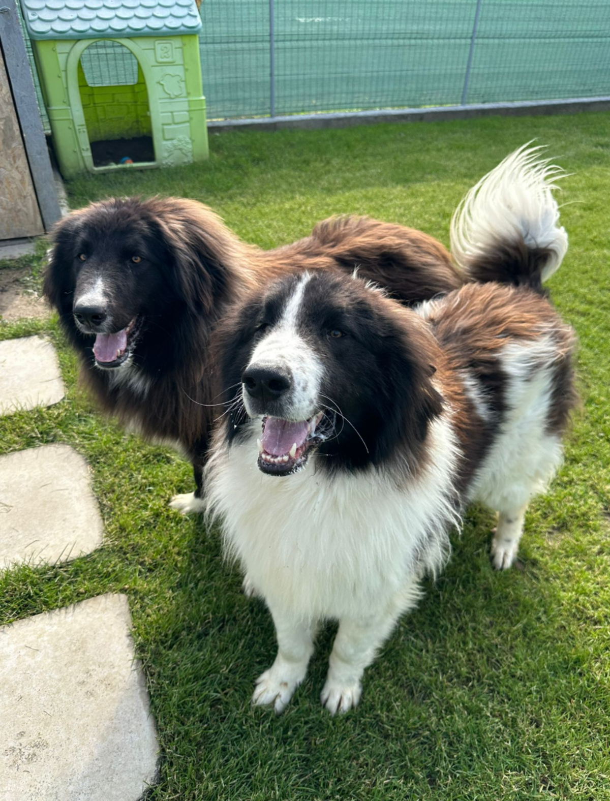 Adoption Scruffy