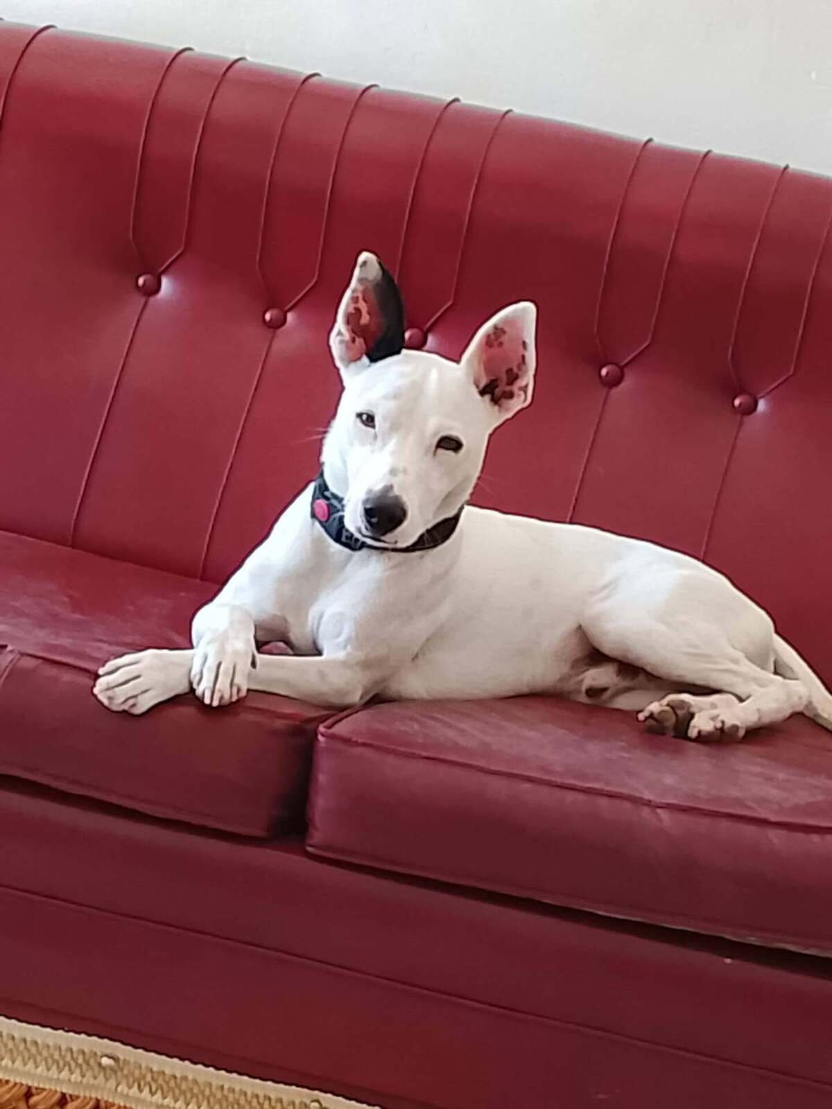 Adoption Tayson