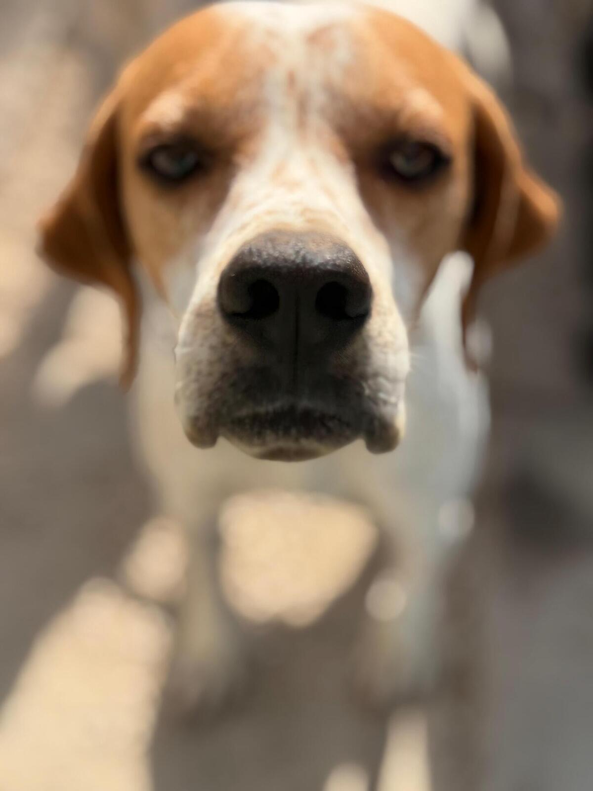Adoption Thor