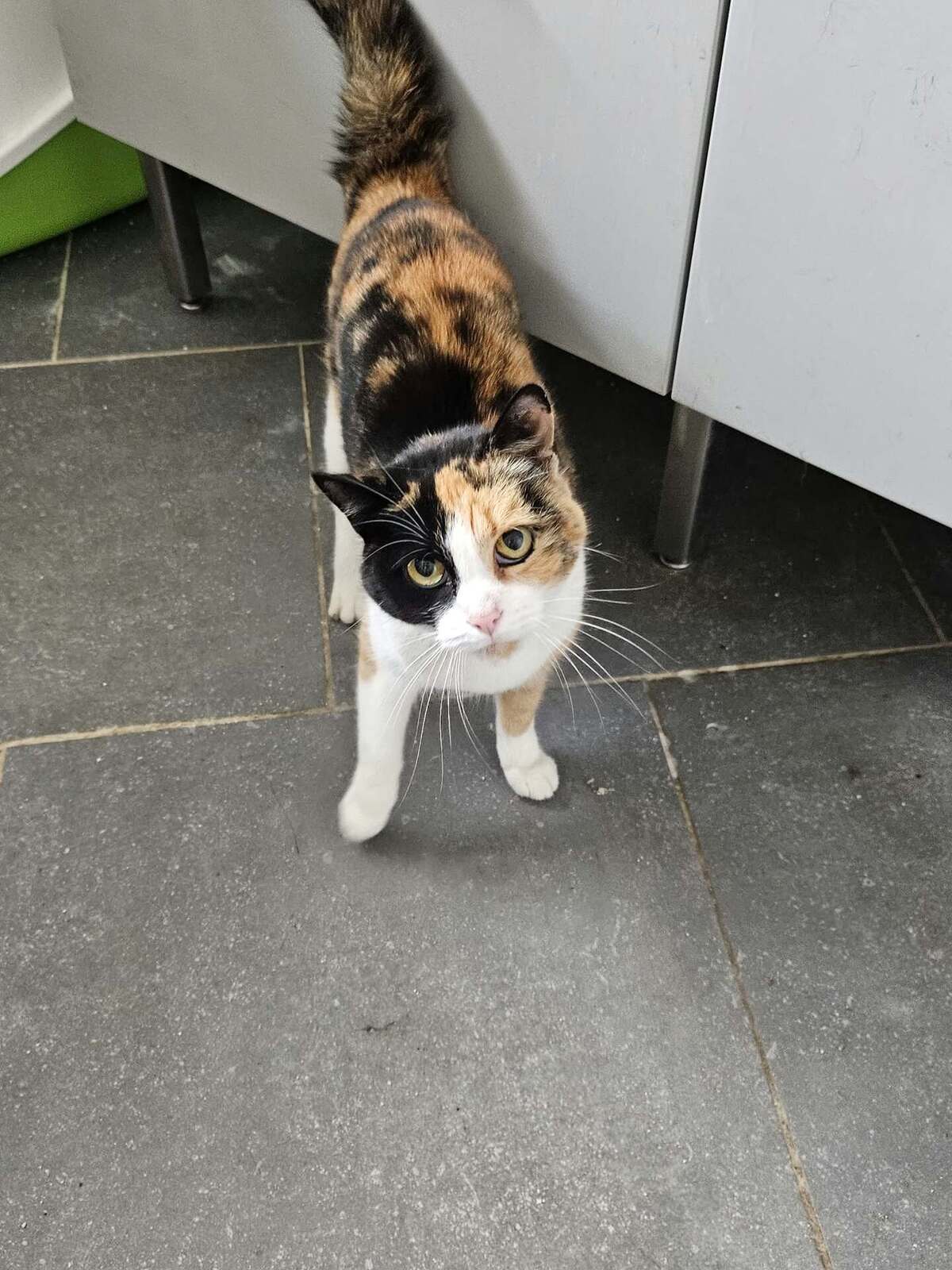 Adoption Black Eye