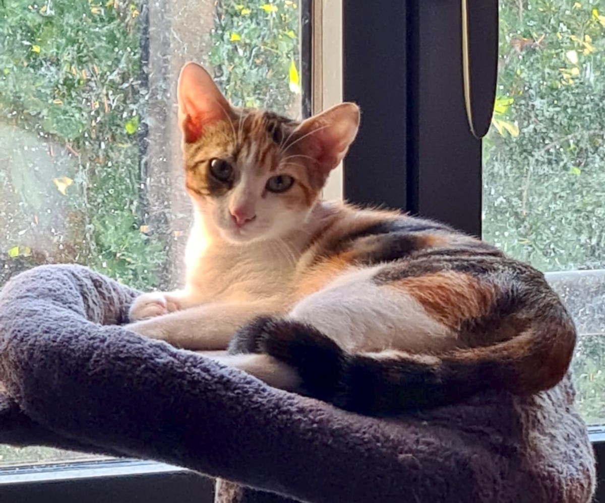 Adoption Betty