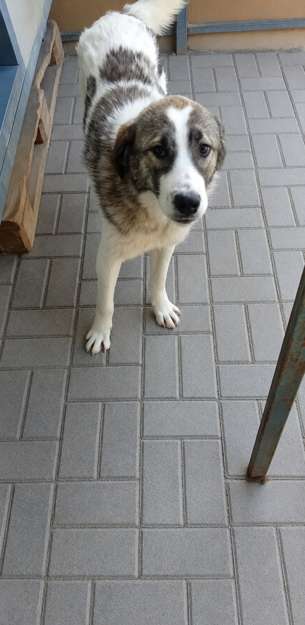 Adoption Haxo