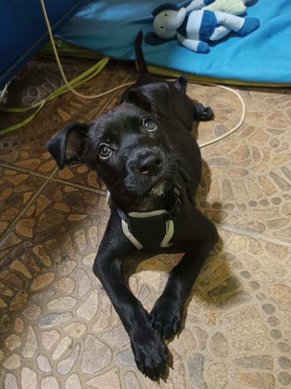 Adoption Lilou Pop