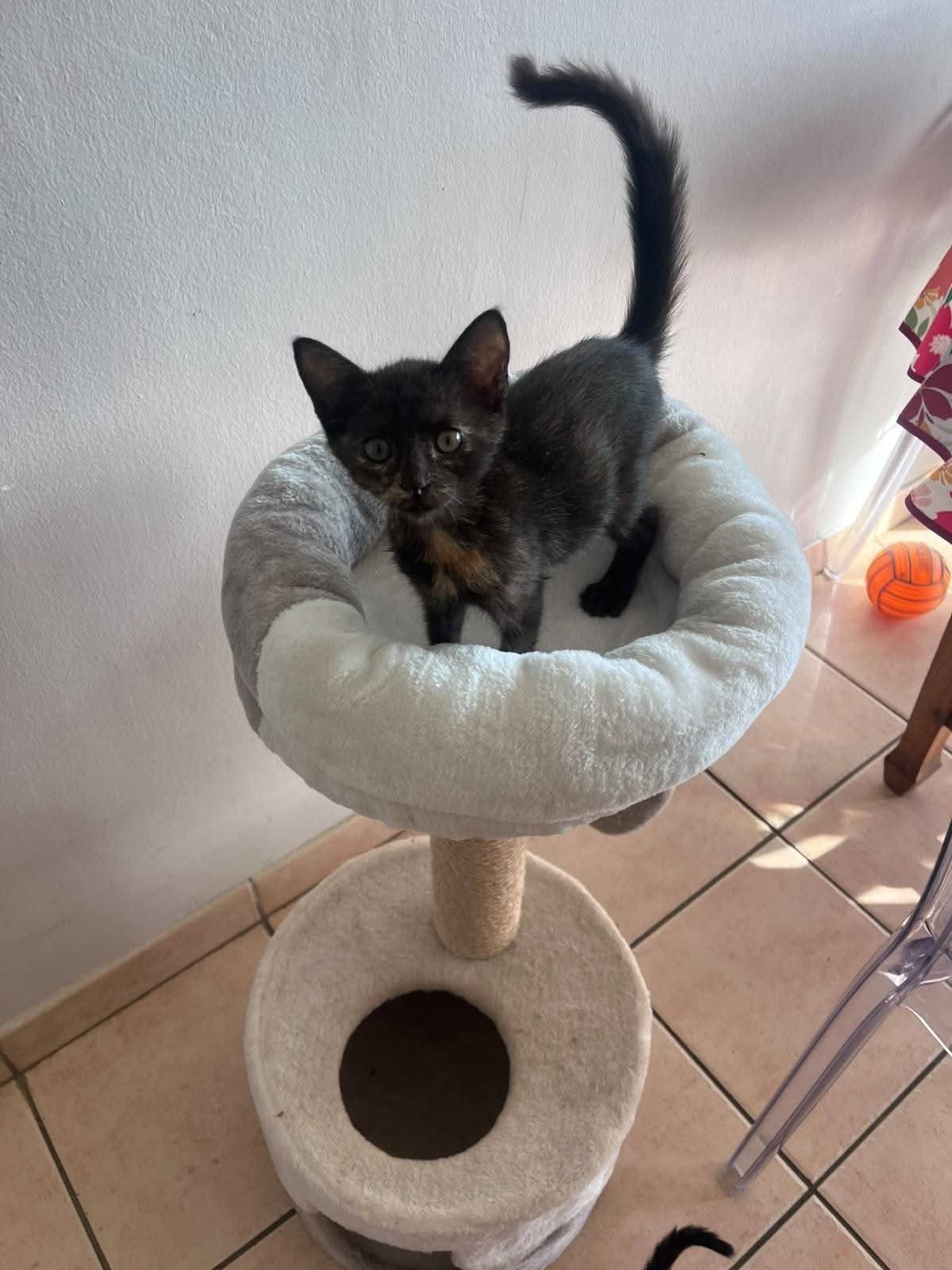 Adoption Ollie