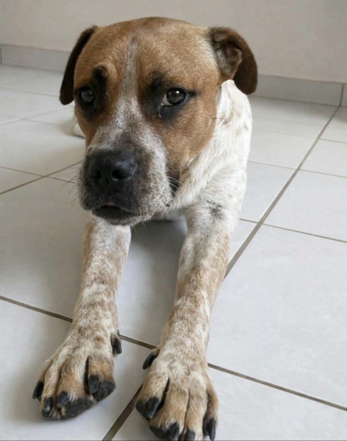 Adoption Rock
