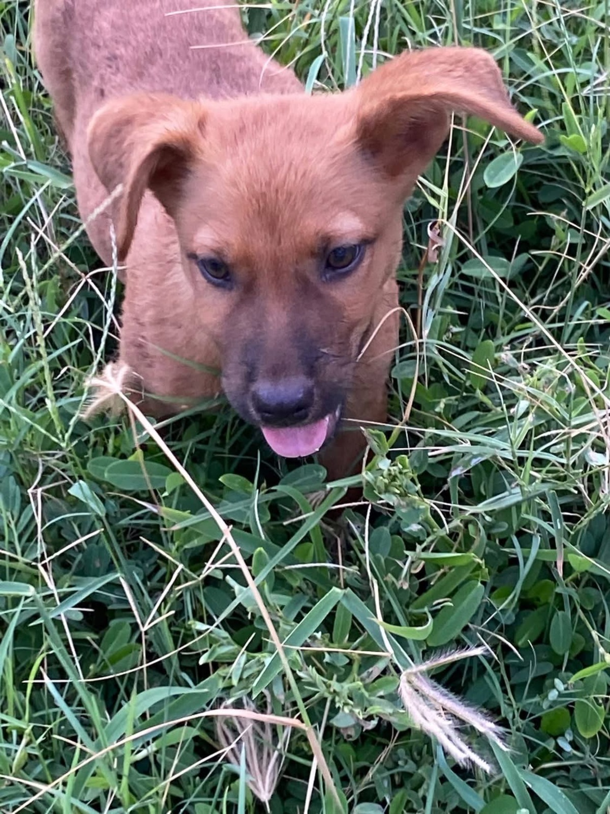 Adoption Bryska