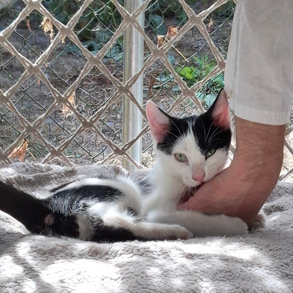 Adoption Buddy