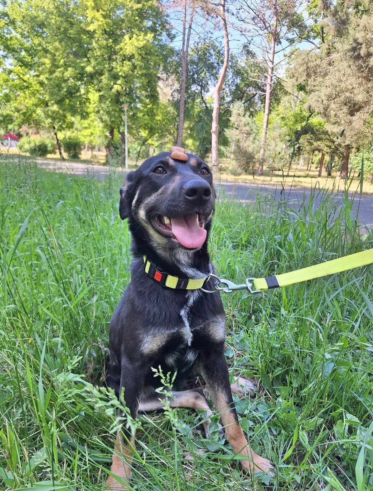 Adoption Luna