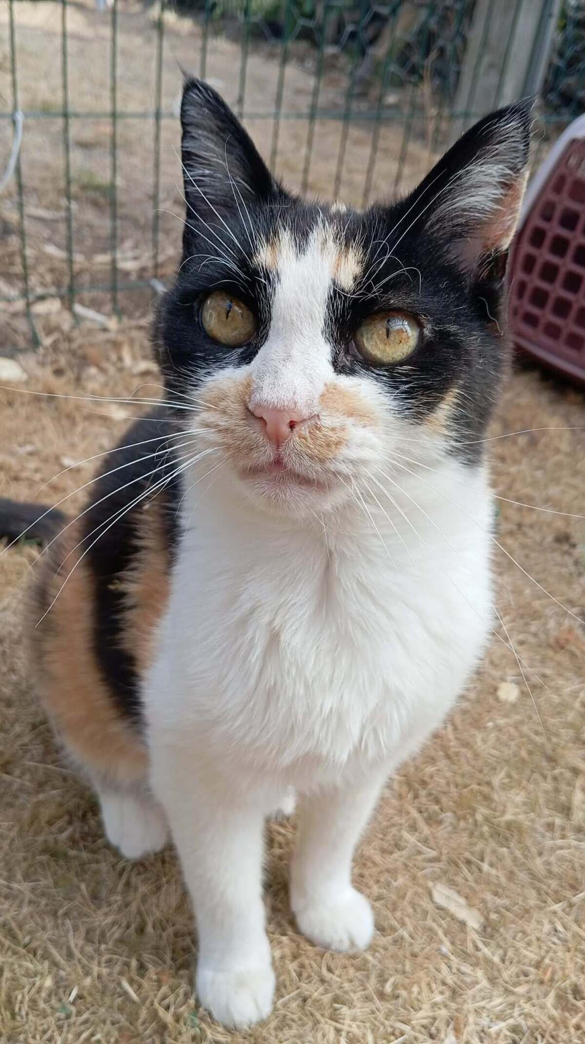 Adoption CLEA