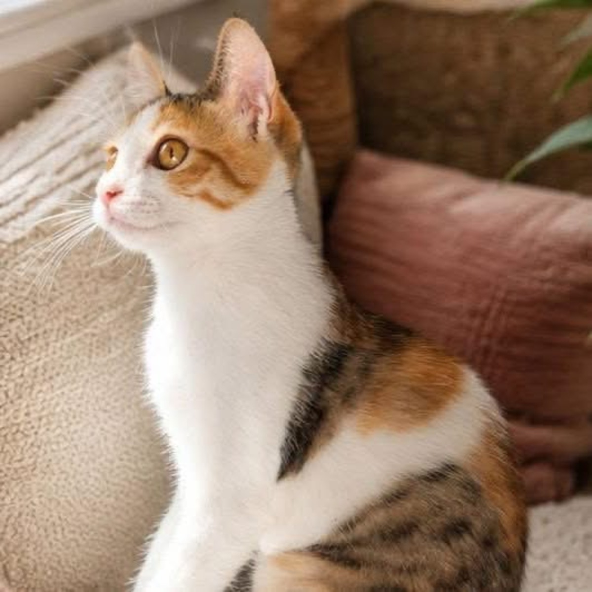 Adoption Leia