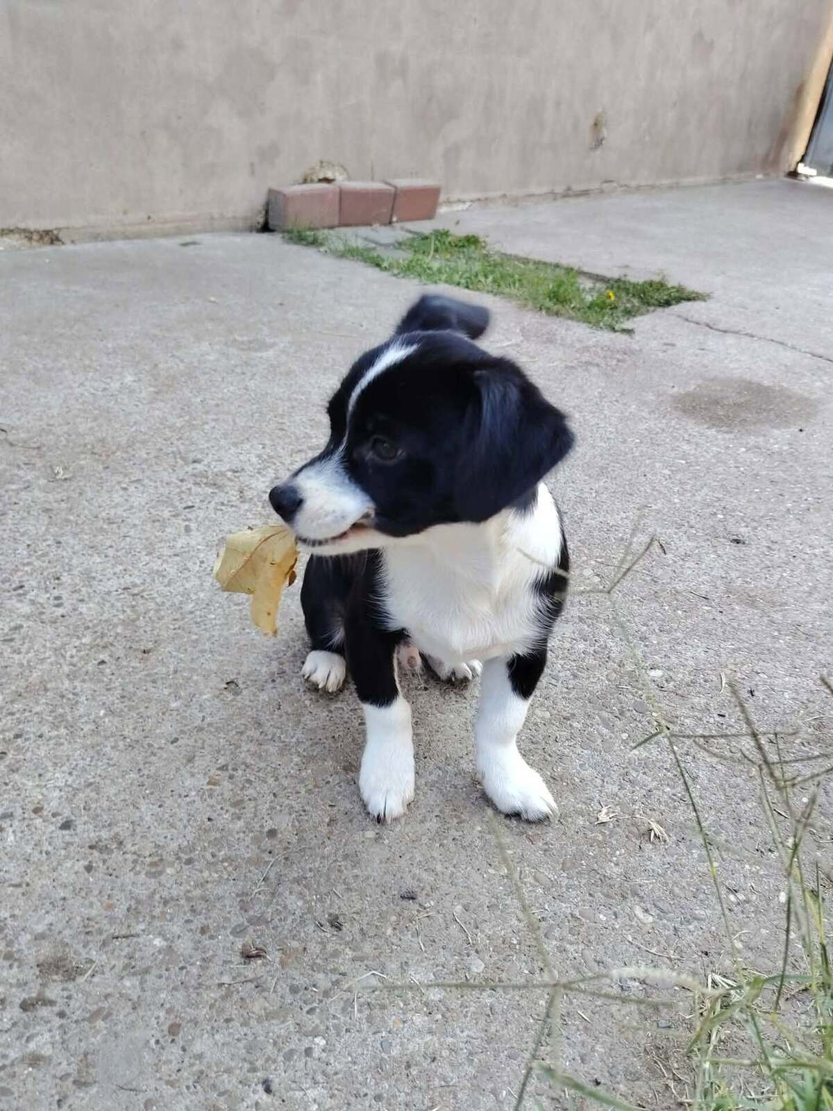 Adoption Moka