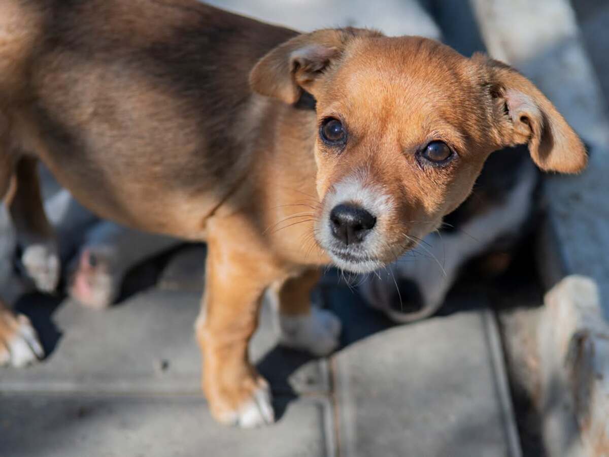 Adoption Inarie