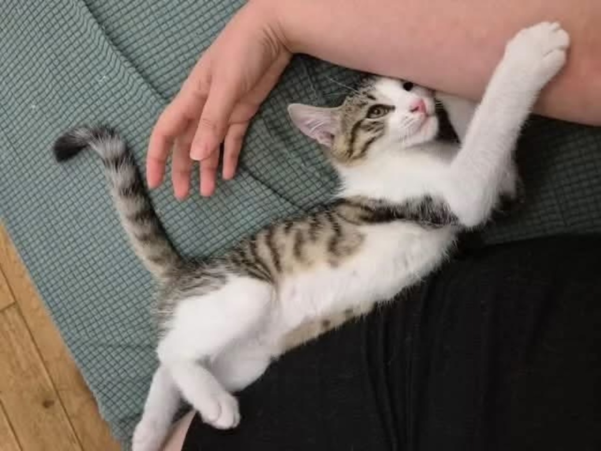 Adoption FISHER