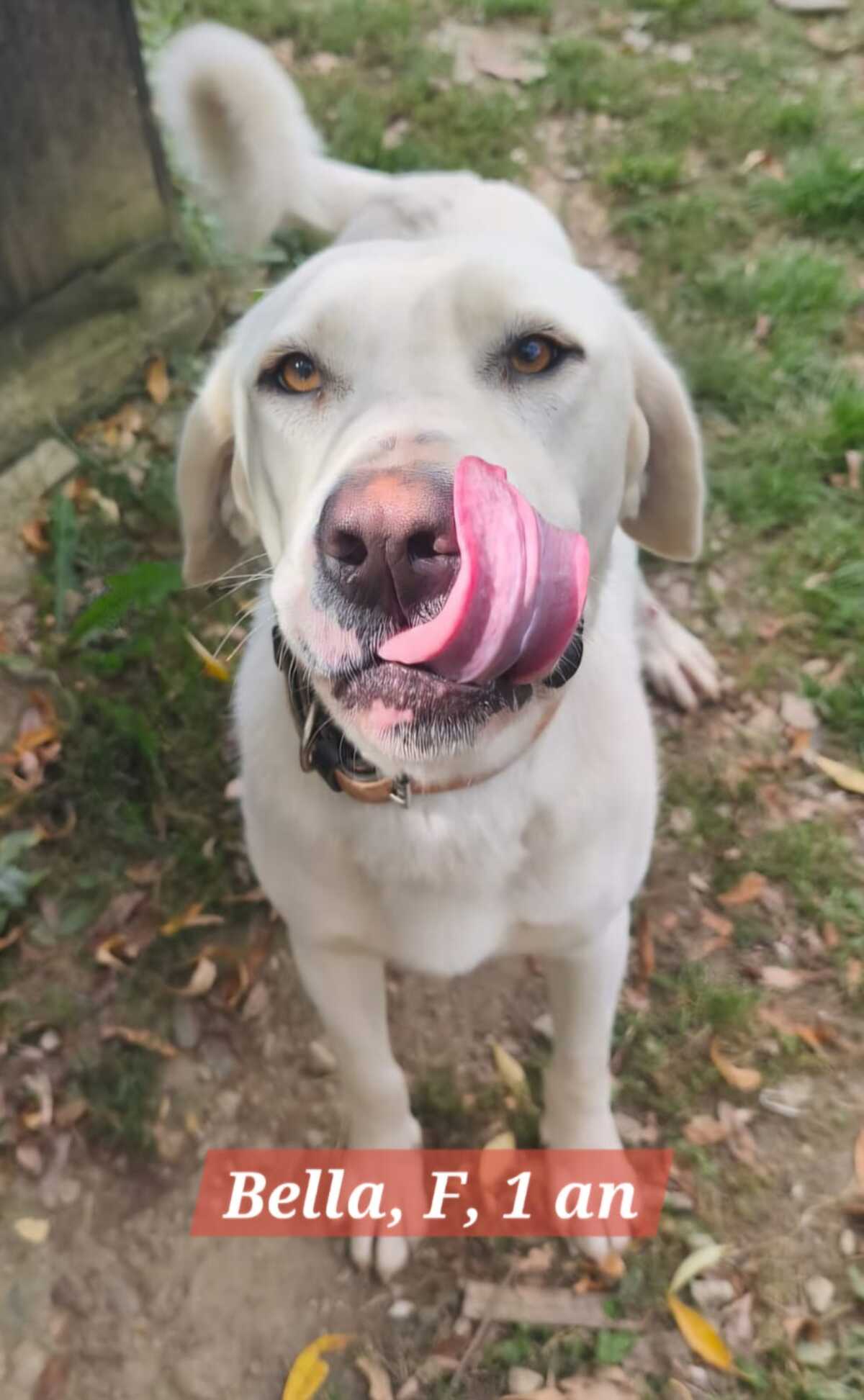 Adoption Bella