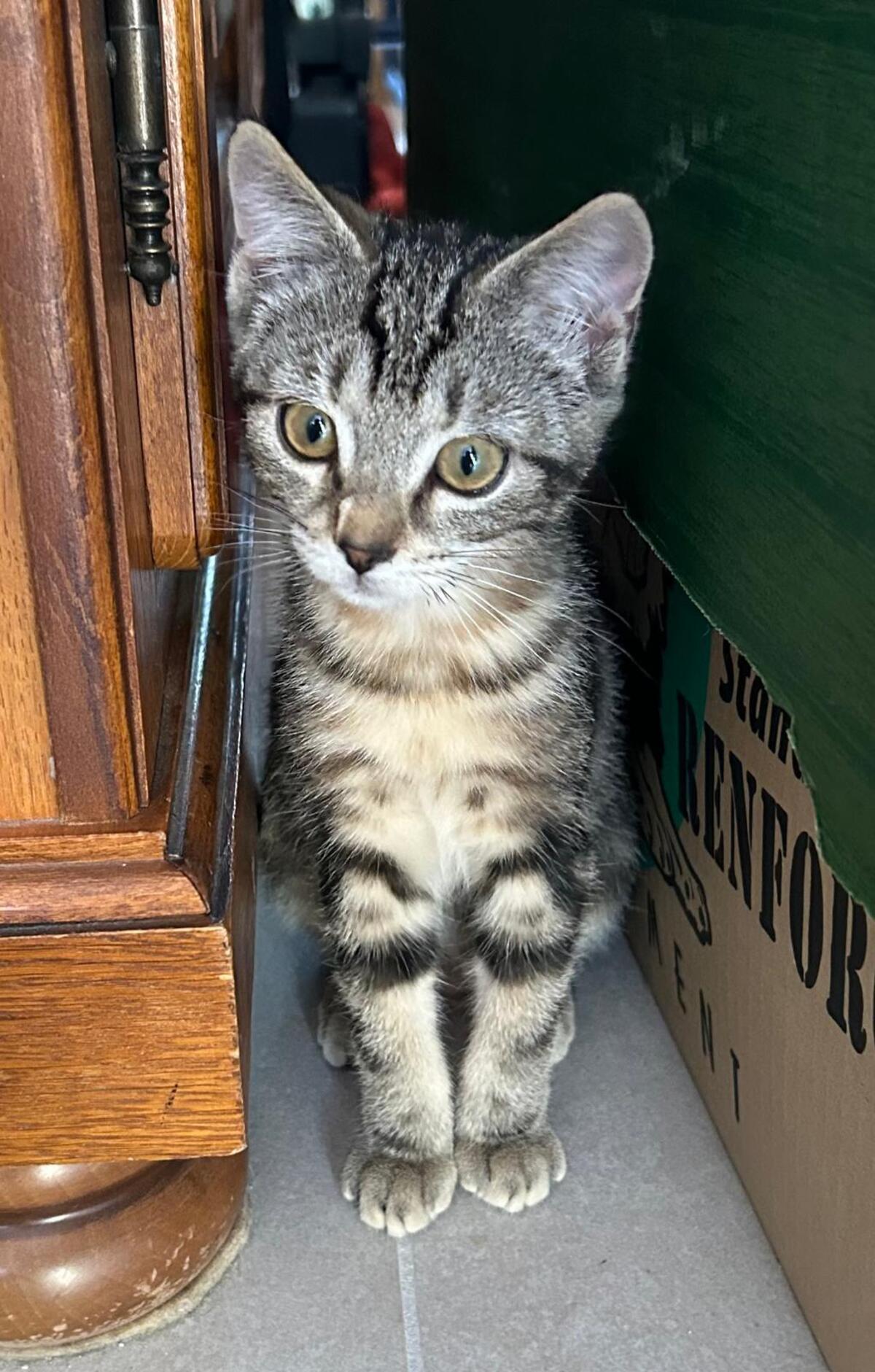 Adoption TIGRESSE
