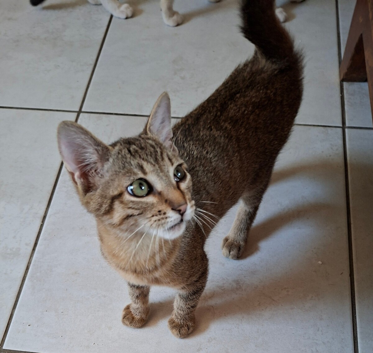 Adoption BENJI