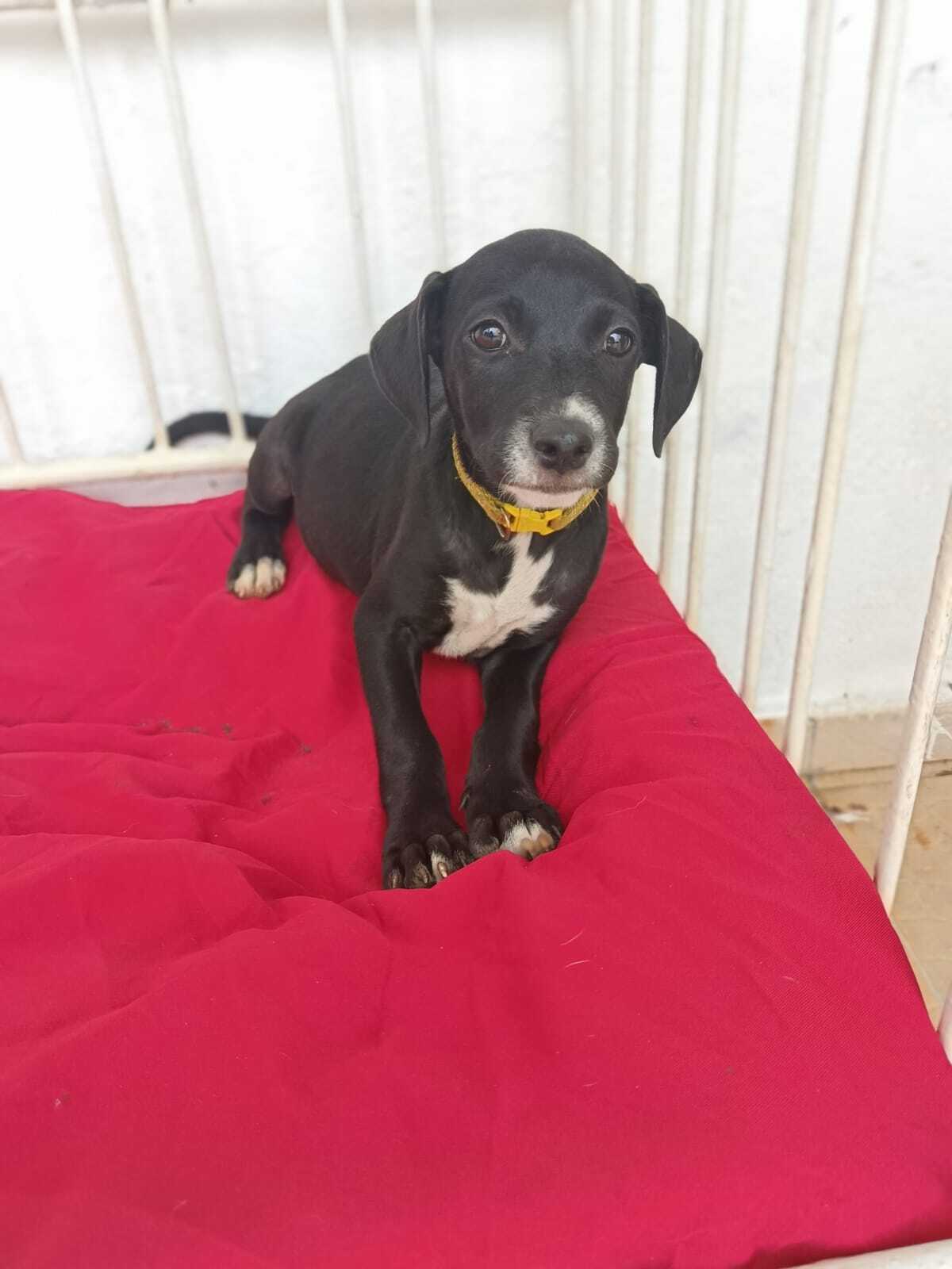 Adoption Ywa