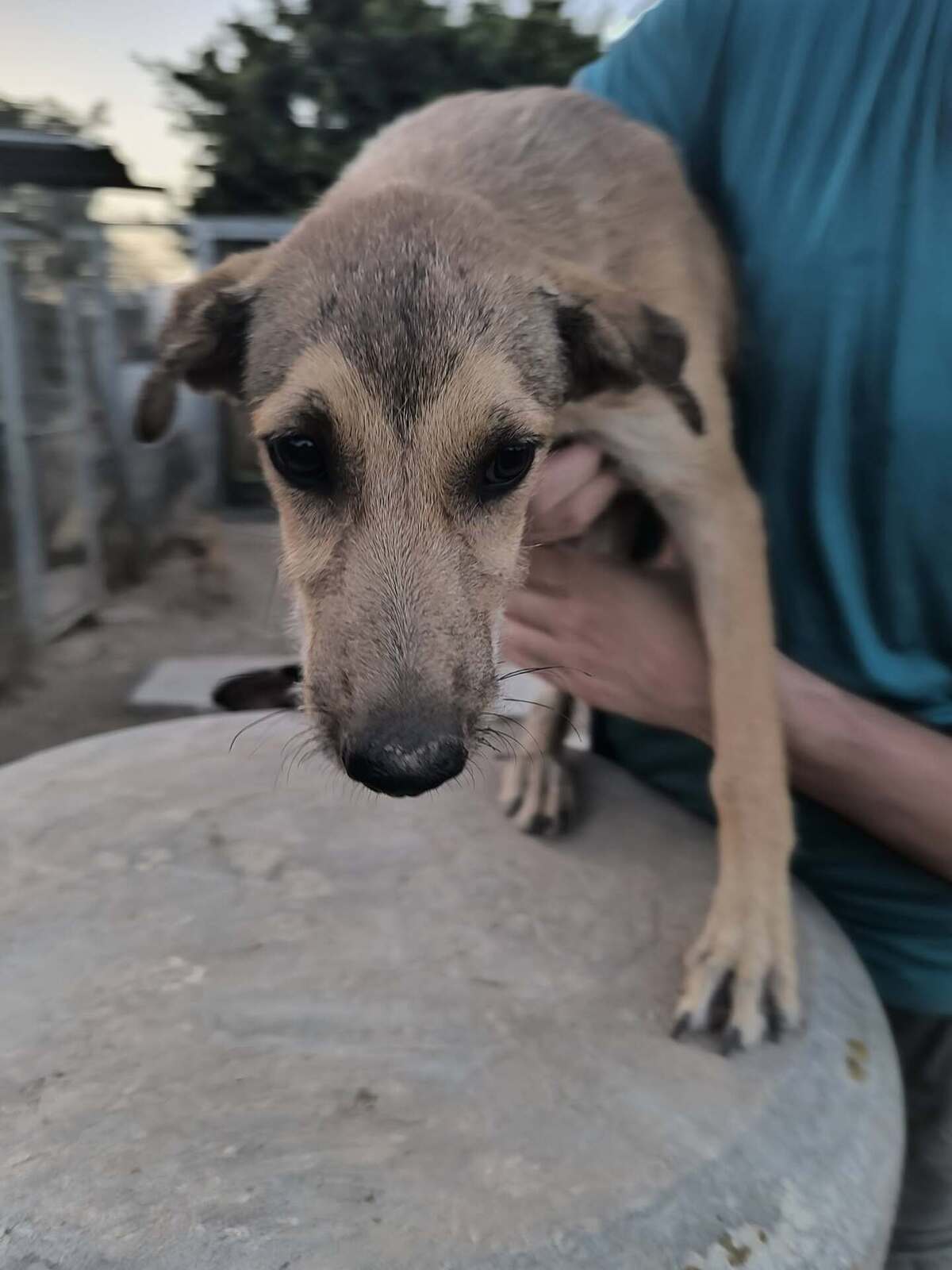 Adoption Sandía