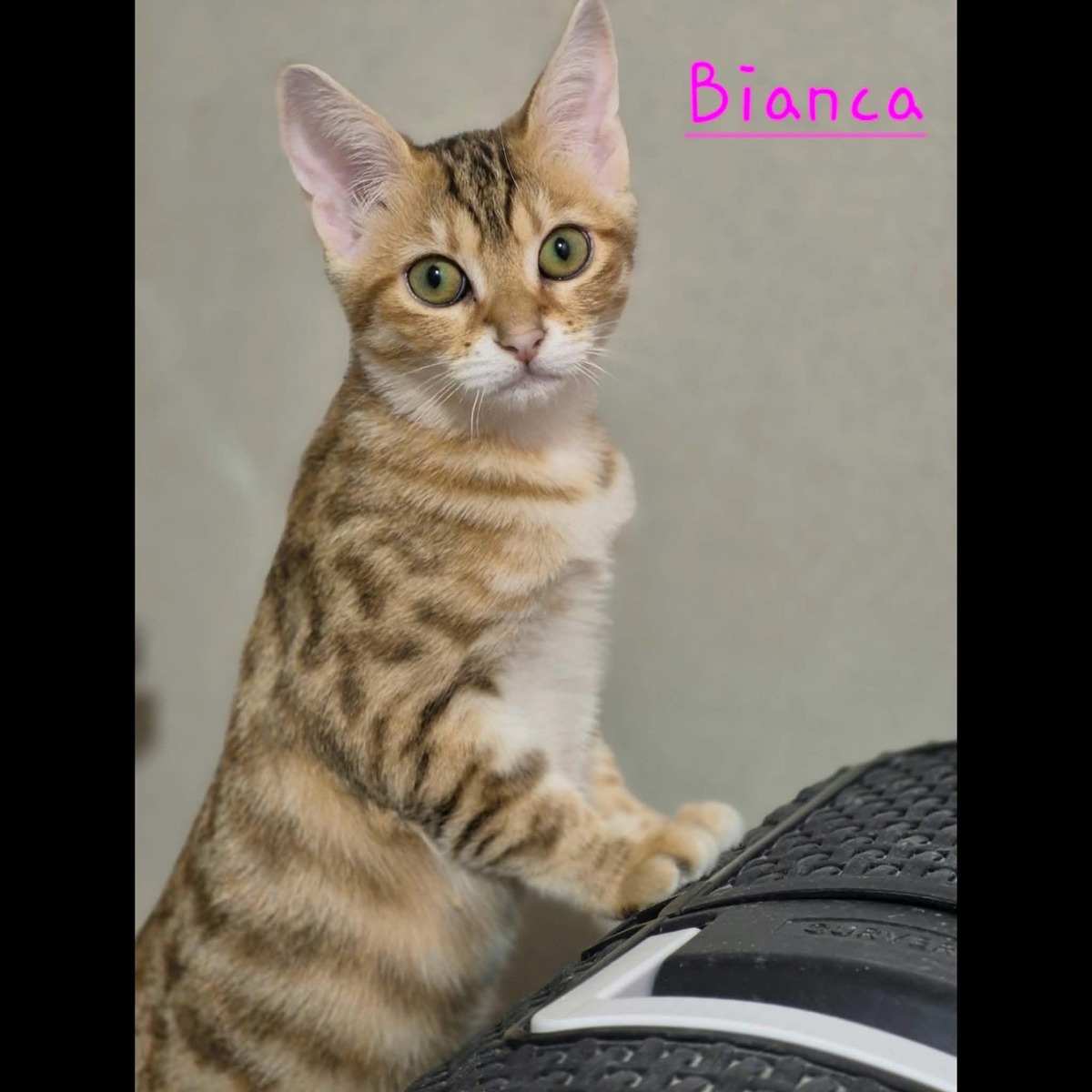 Adoption Bounty, Bella, Bianca et Benji