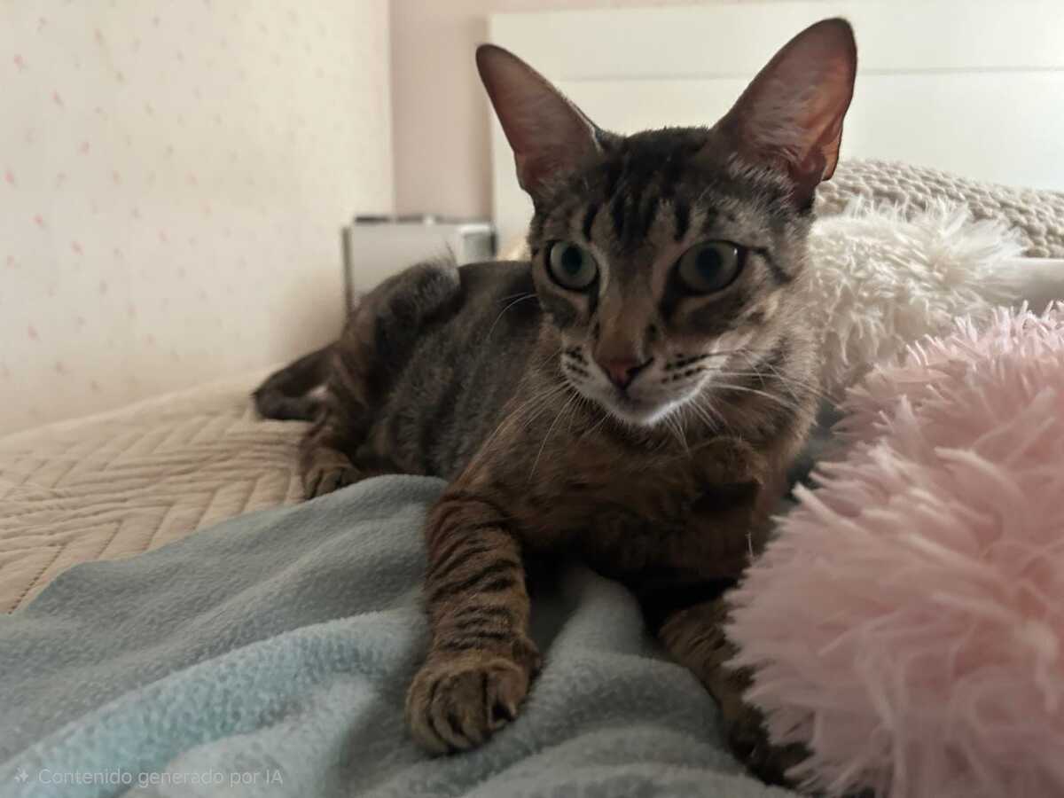 Adoption PEGGY