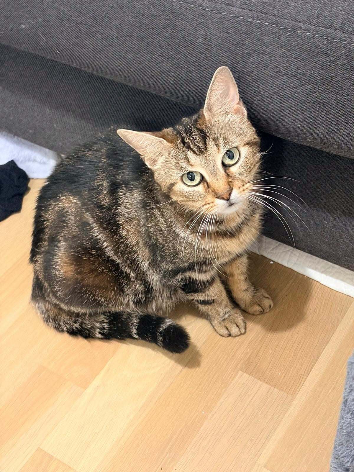 Adoption Bella