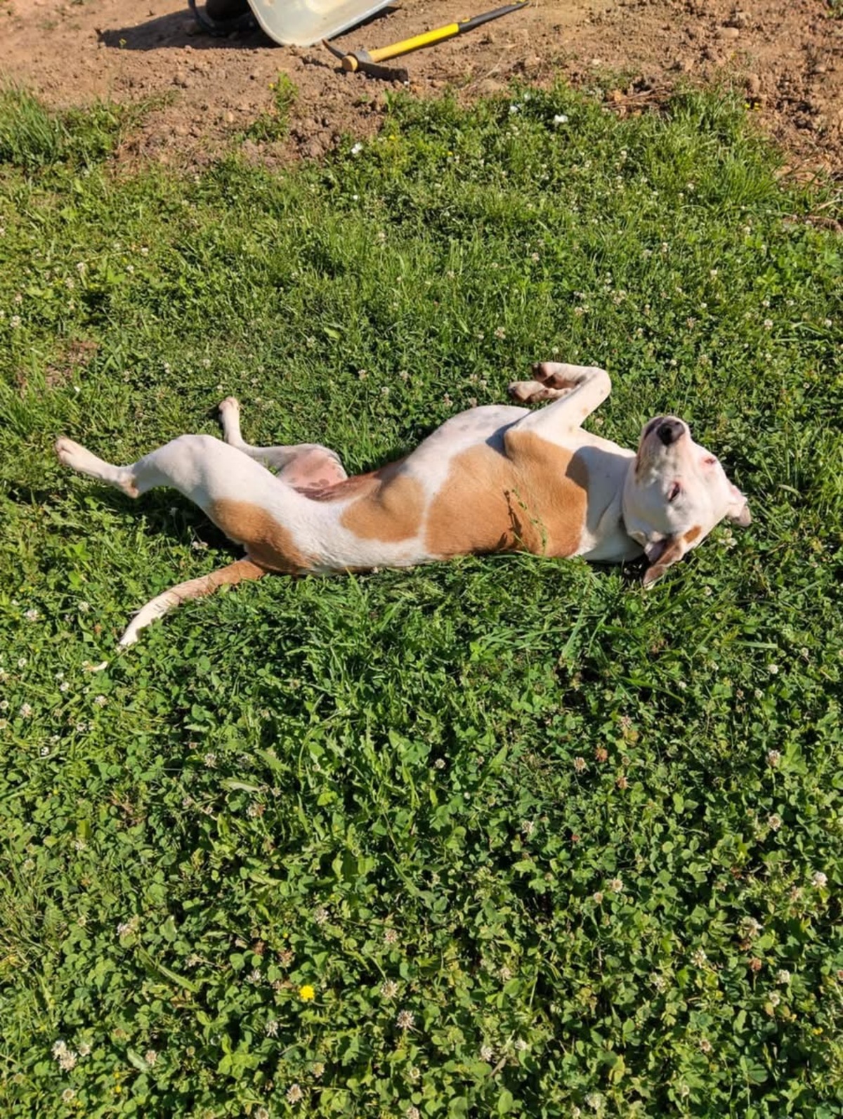 Adoption Romy