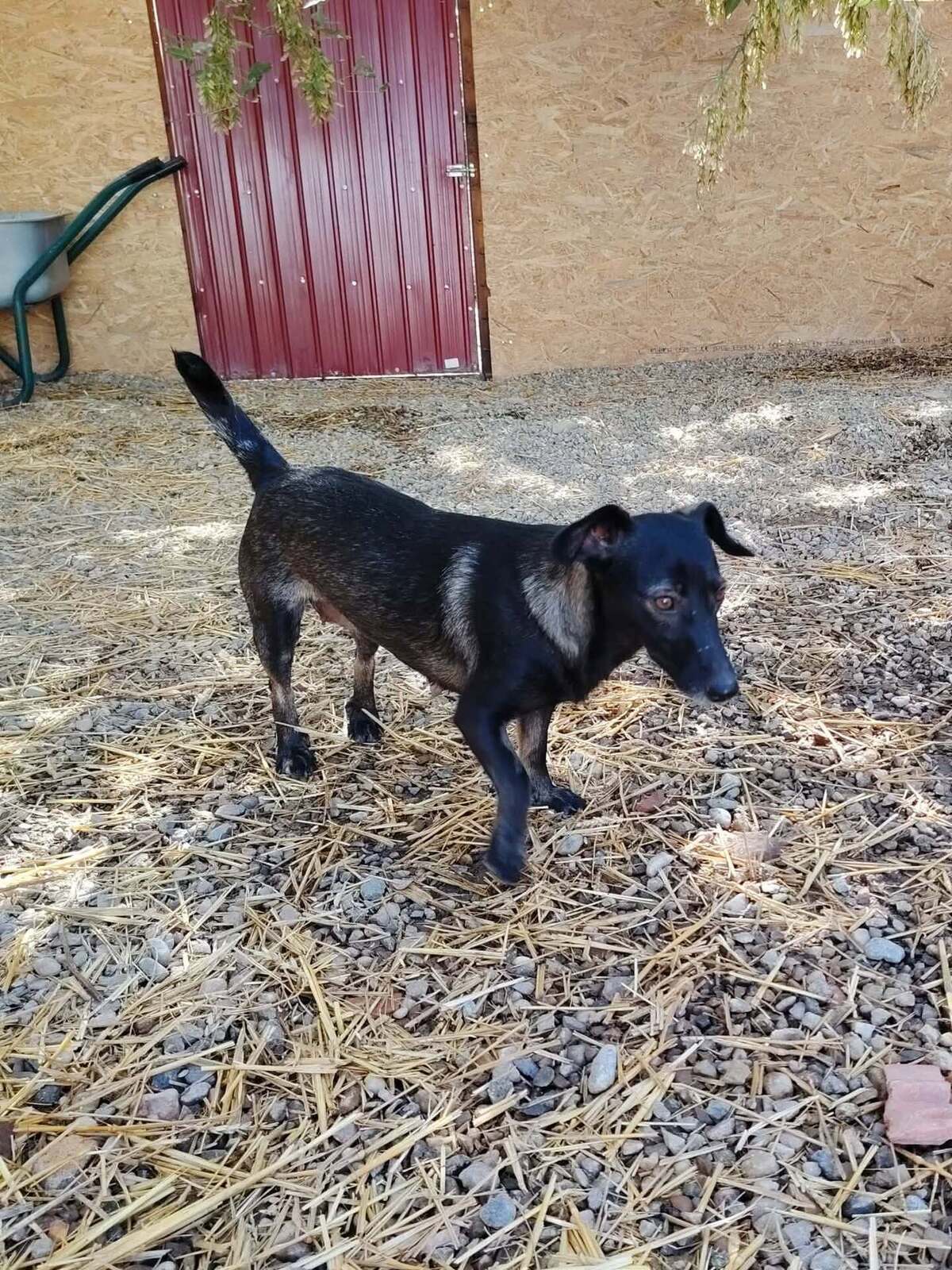 Adoption Melba