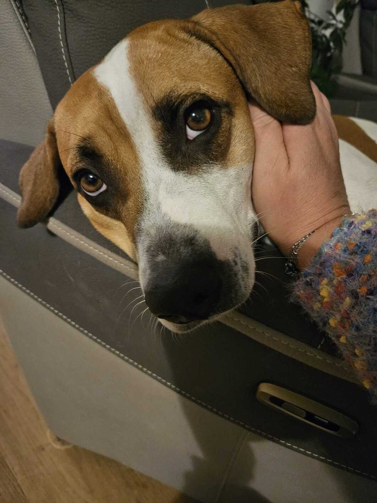 Adoption Elliot
