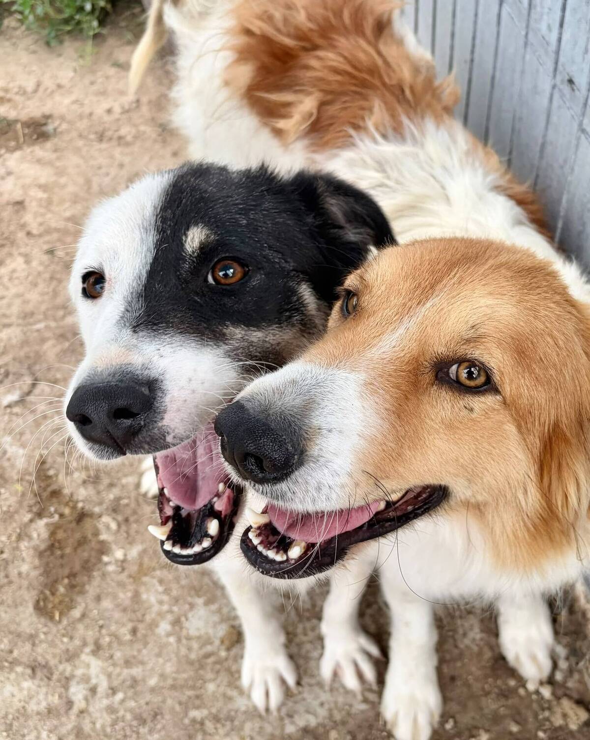 Adoption Flossie