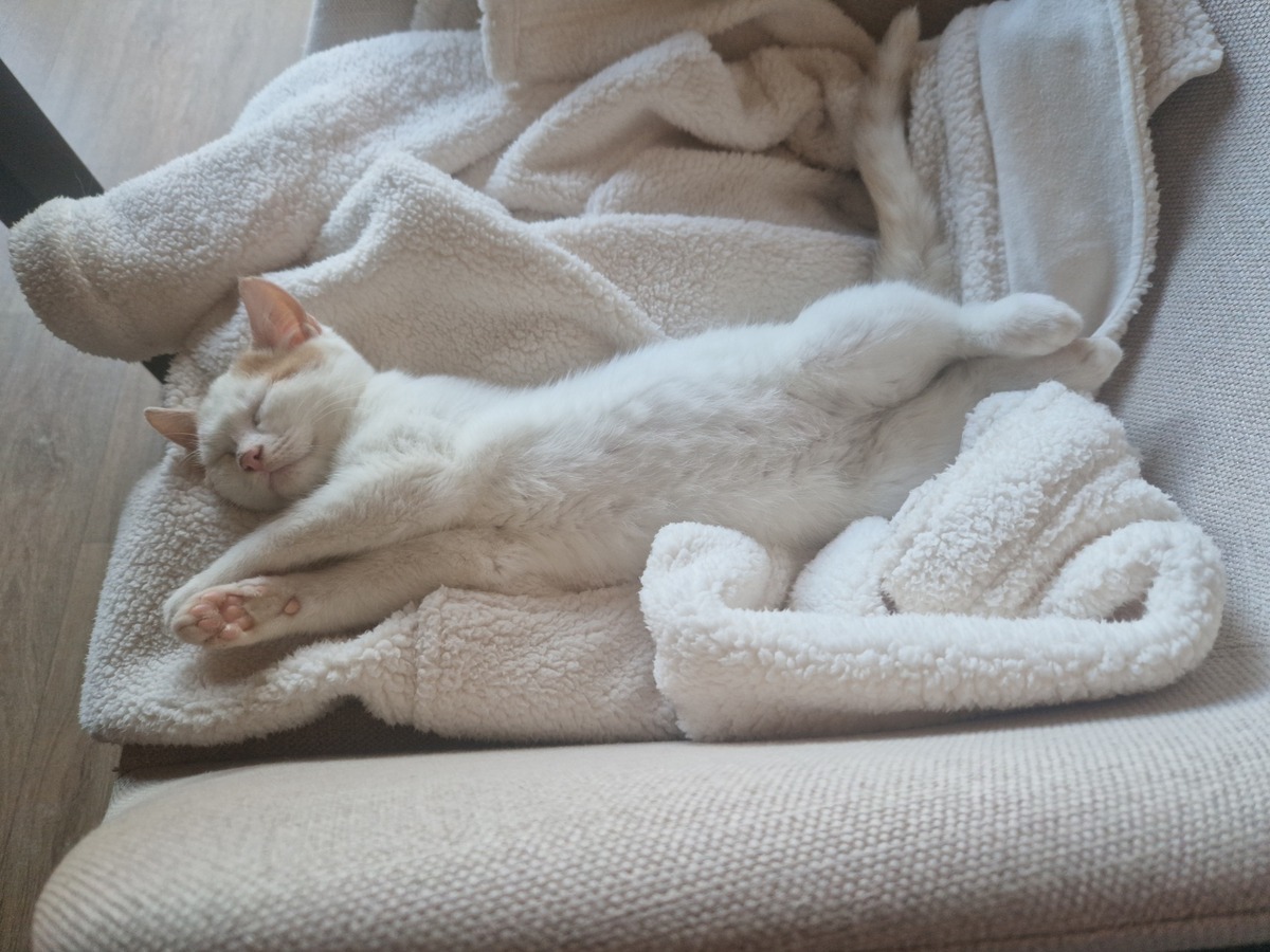 Adoption Houmous