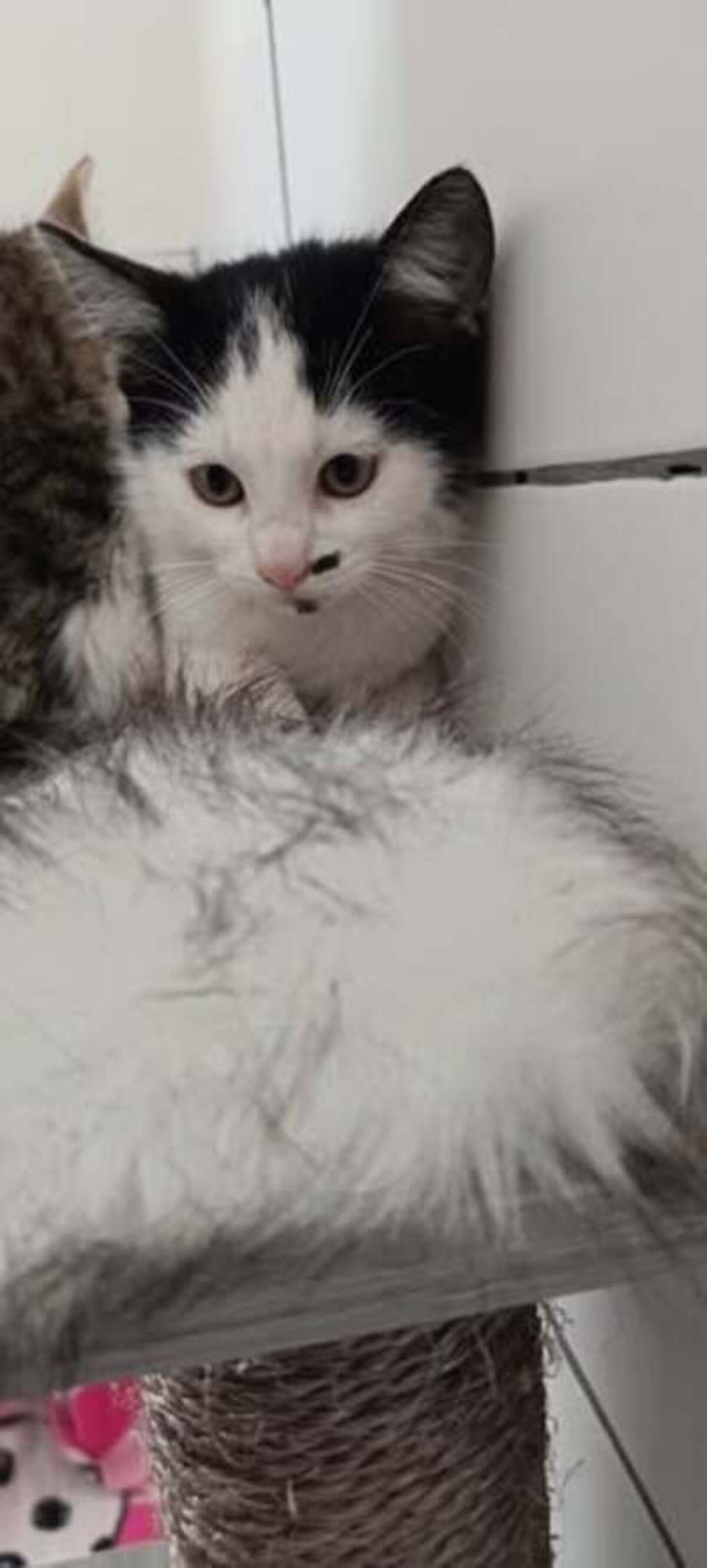 Adoption Velours