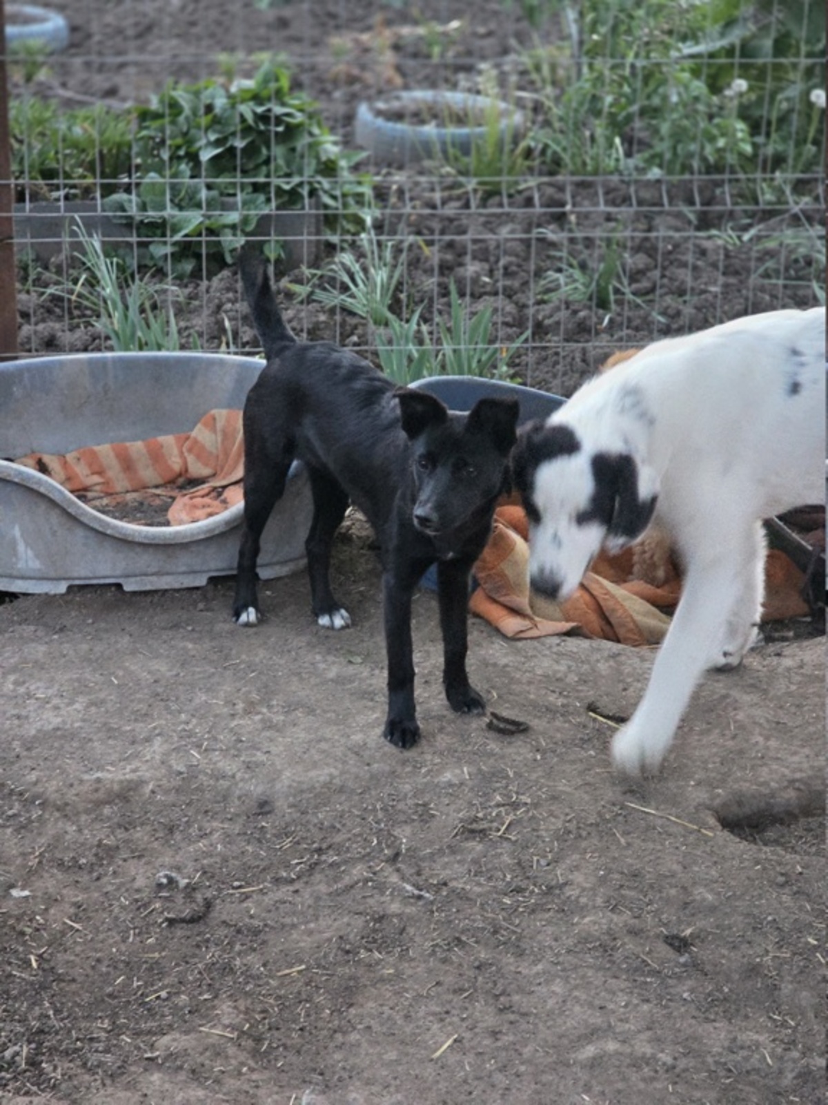 Adoption Pricha