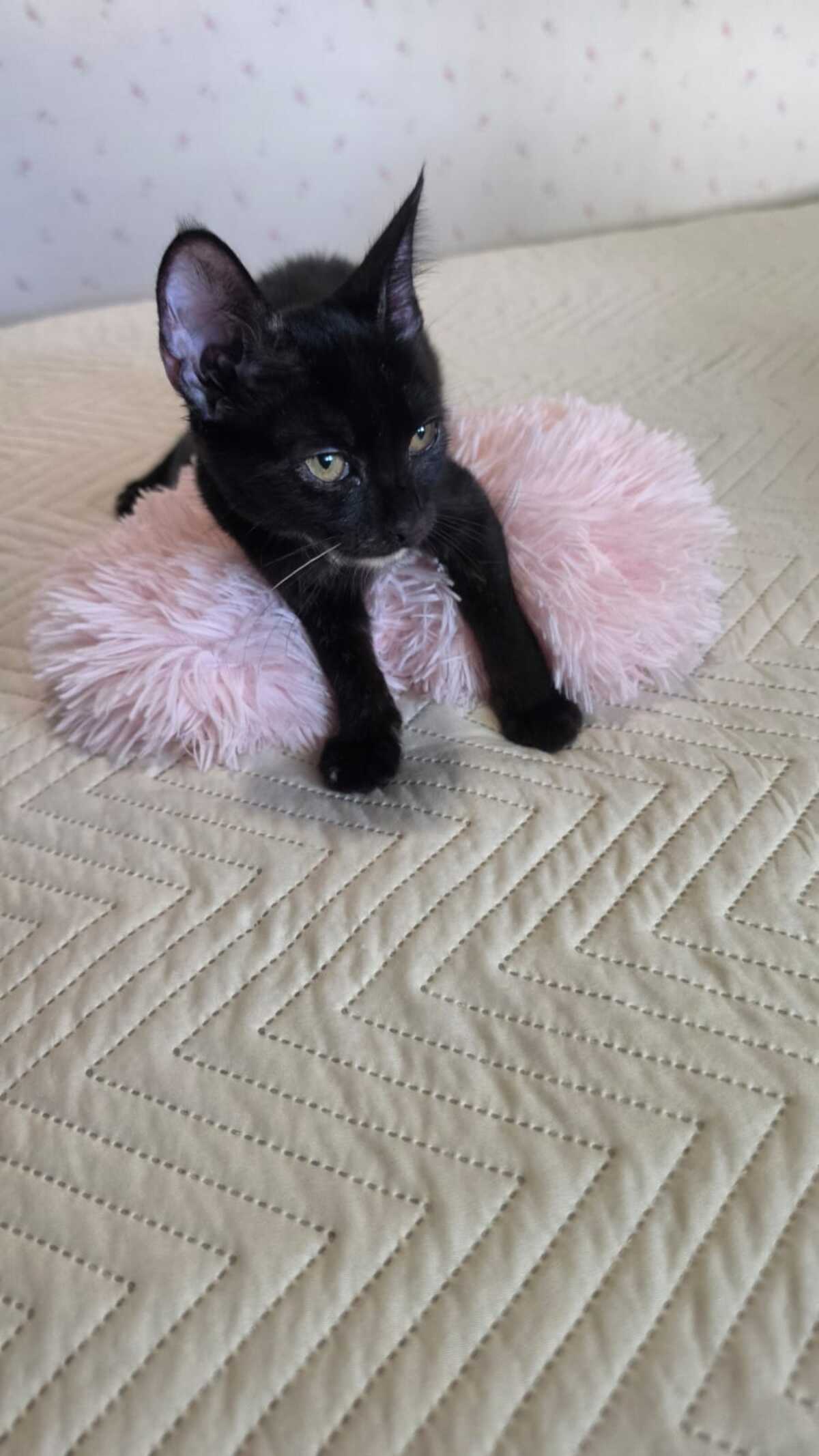 Adoption Felicia